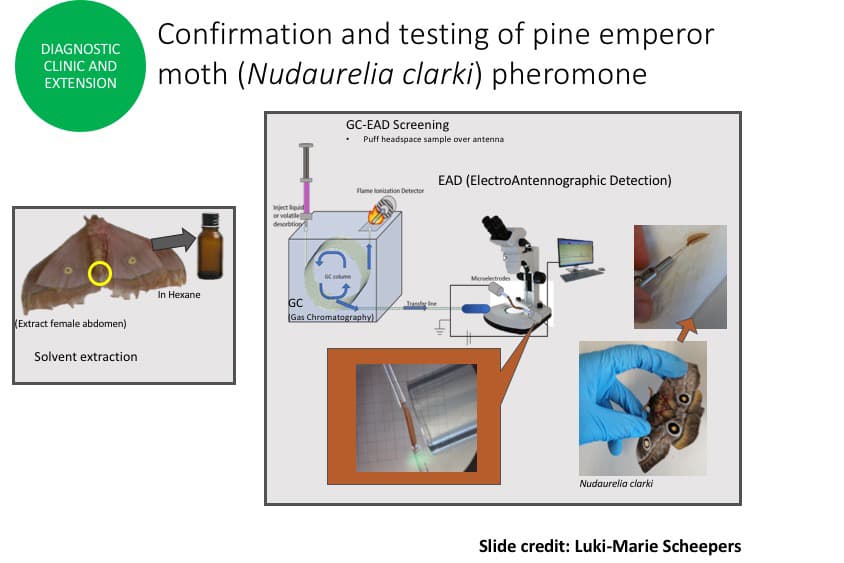Reflections on the application of fundamental research to keep plantation trees healthy