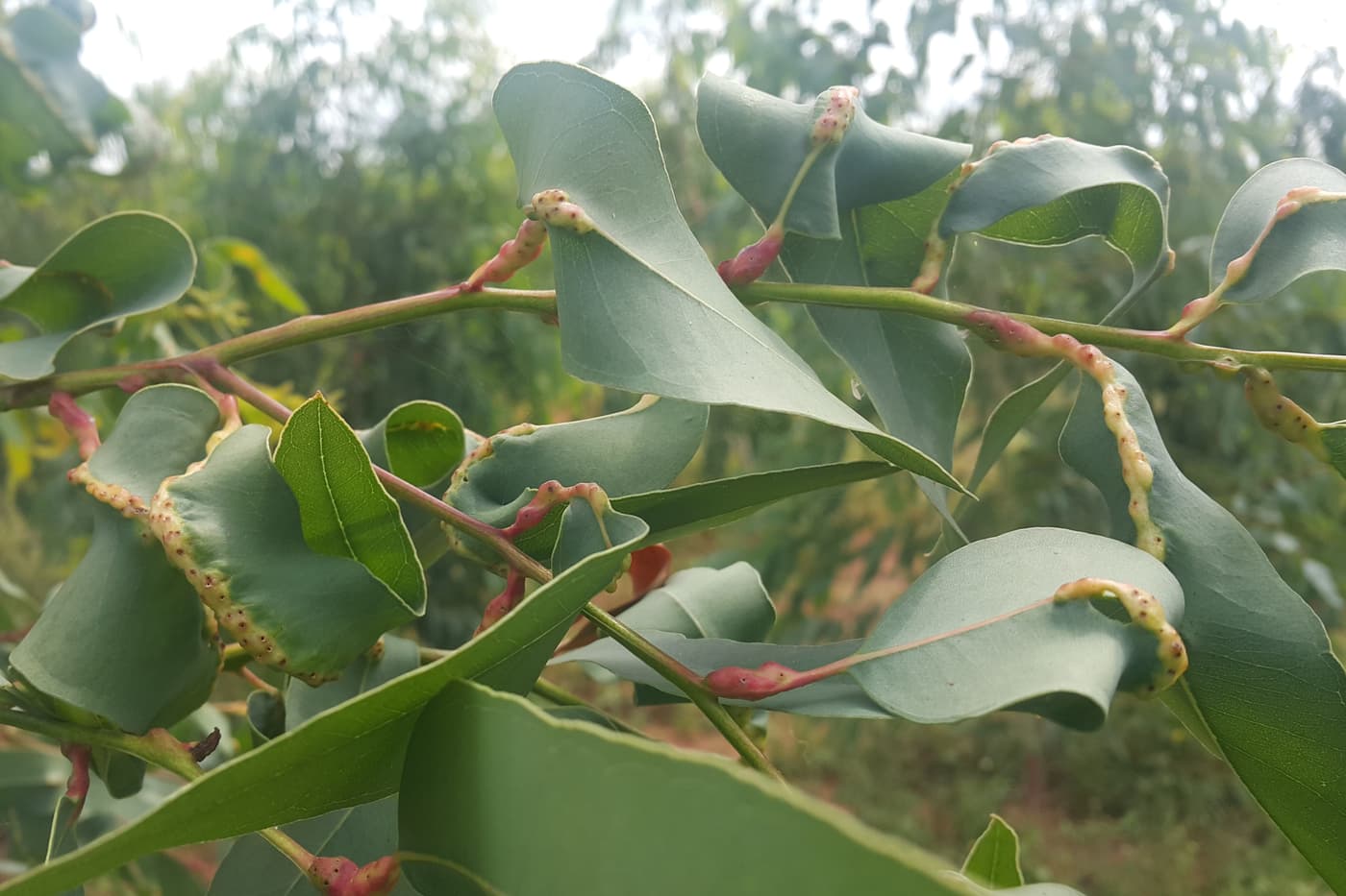 Scientists warn of increasing threats posed by invasive alien species