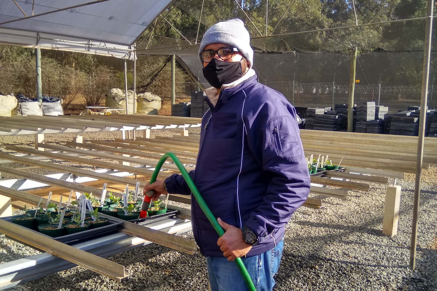 Phytophthora disease resistance trials continue