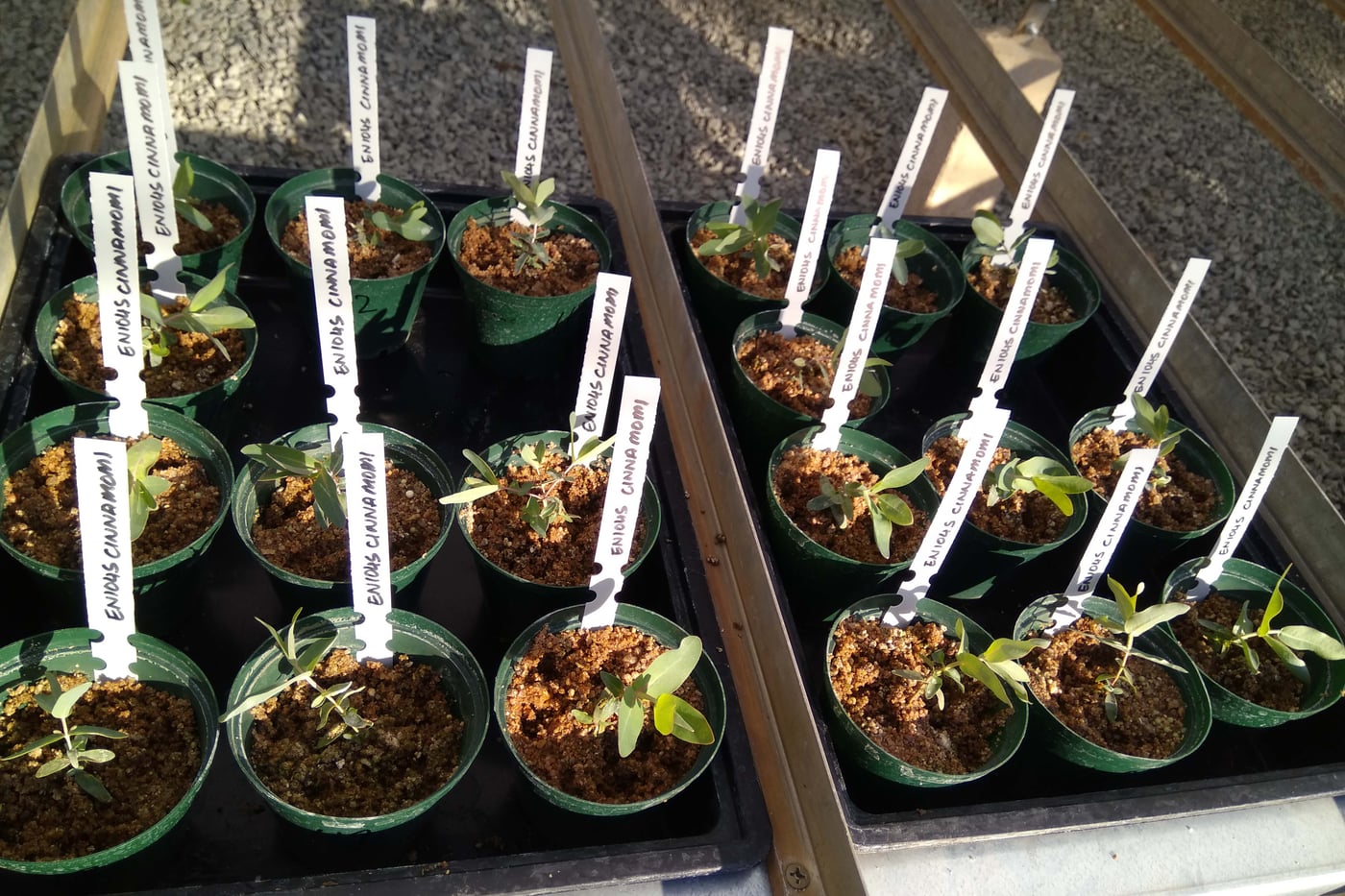Phytophthora disease resistance trials continue