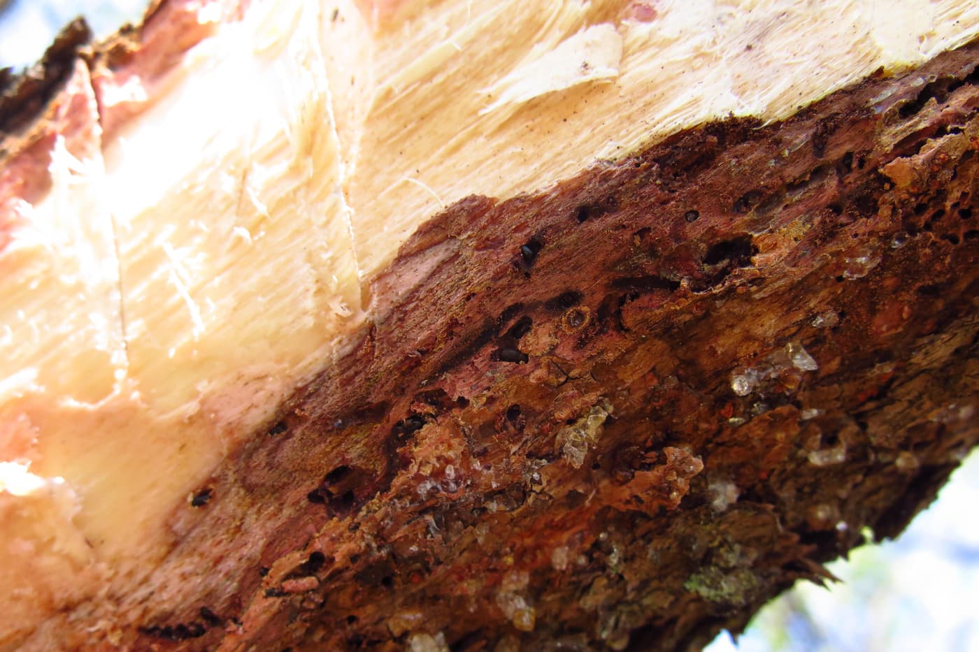 Inspection of trees dying in the Hennops river valley