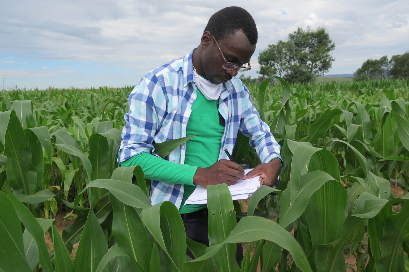 Disease screening of maize genotypes in the Eastern Cape