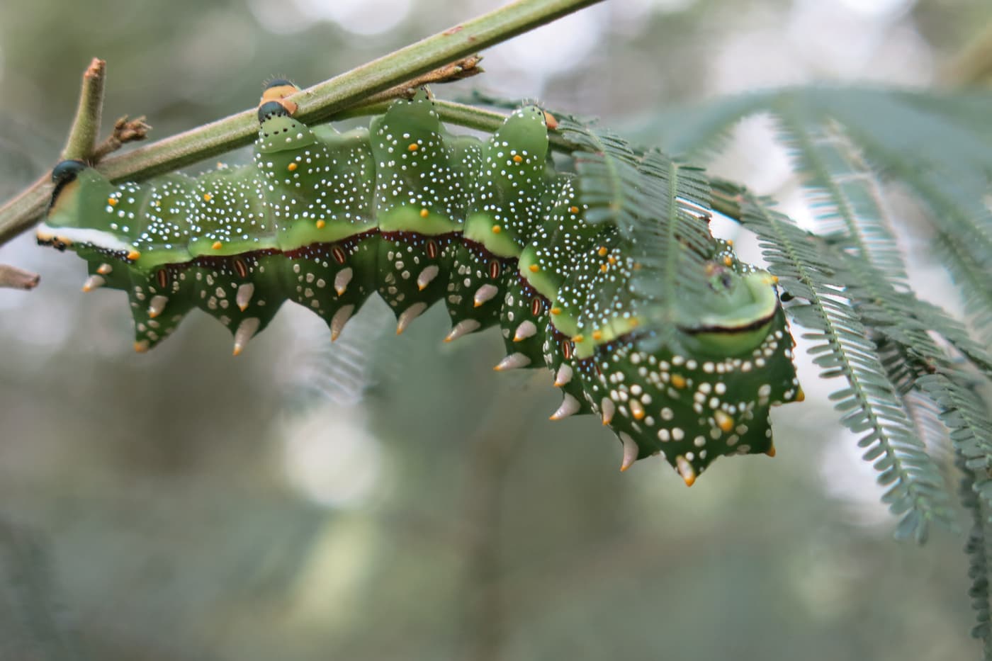 Pictures speak 1000 words about plant health