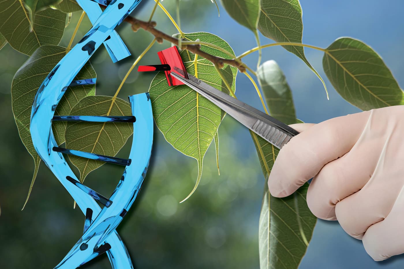 Ministers urged to reconsider genome editing regulations in South Africa