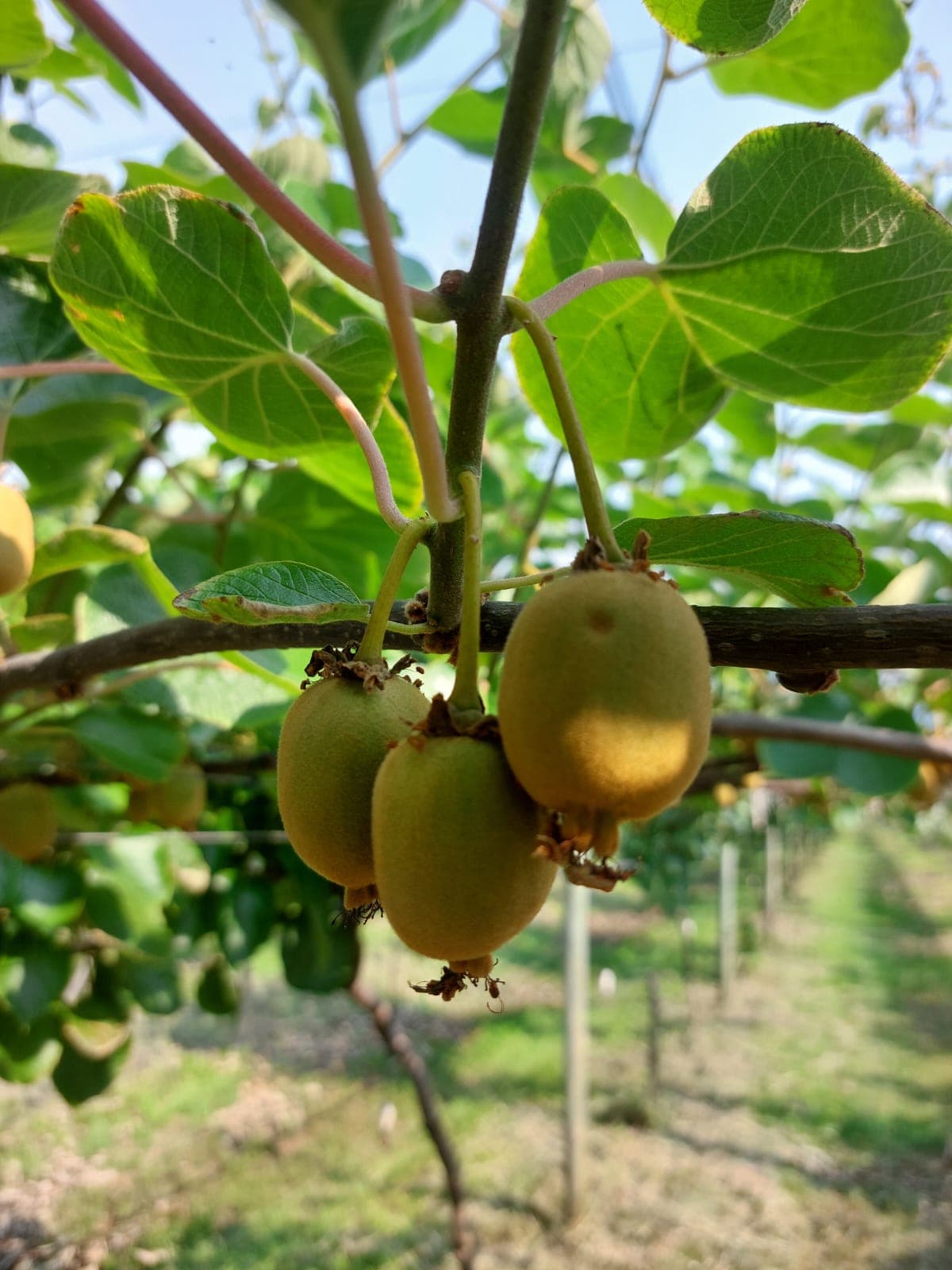 The start of a collaboration: FABIans learning the ins and outs of kiwi growing in South Africa