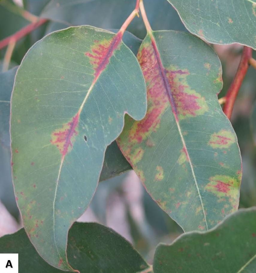 New report of a serious fungal pathogen on <i>Eucalyptus</i> in SA