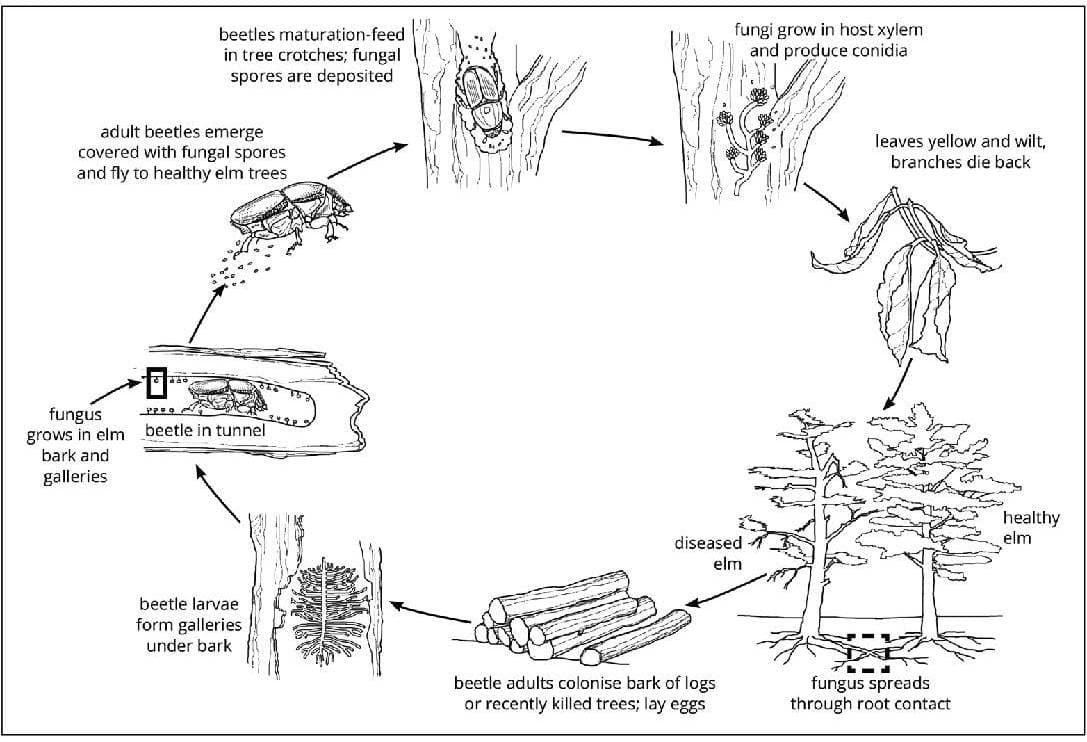A Special Issue on Biological Invasions of Insects includes seven FABI papers