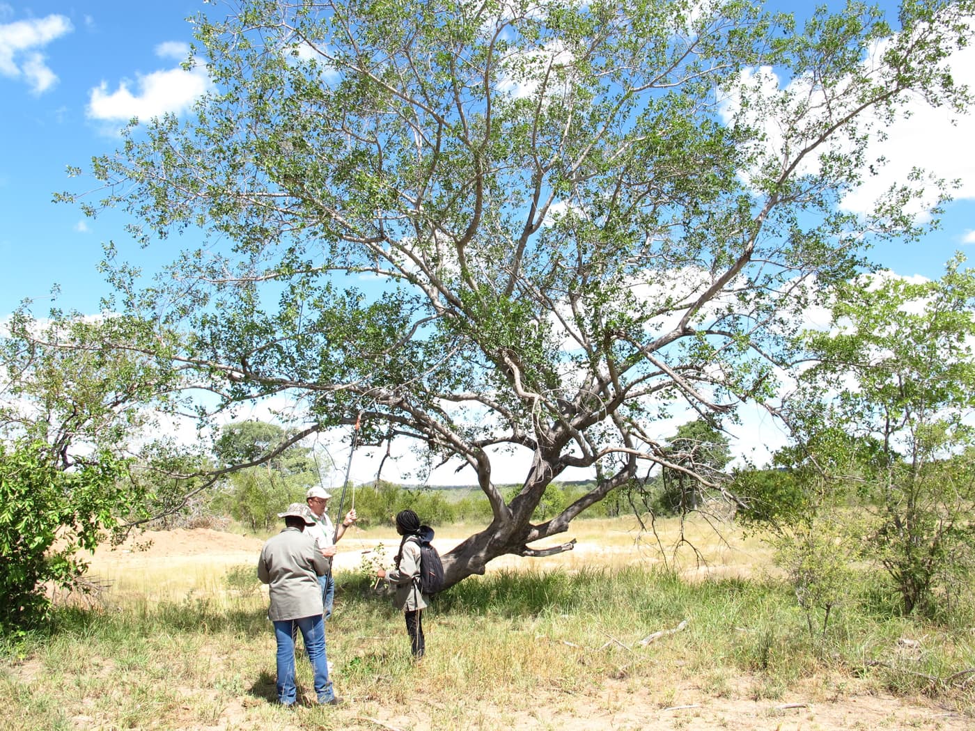 Hunting fungi in the Kruger National Park