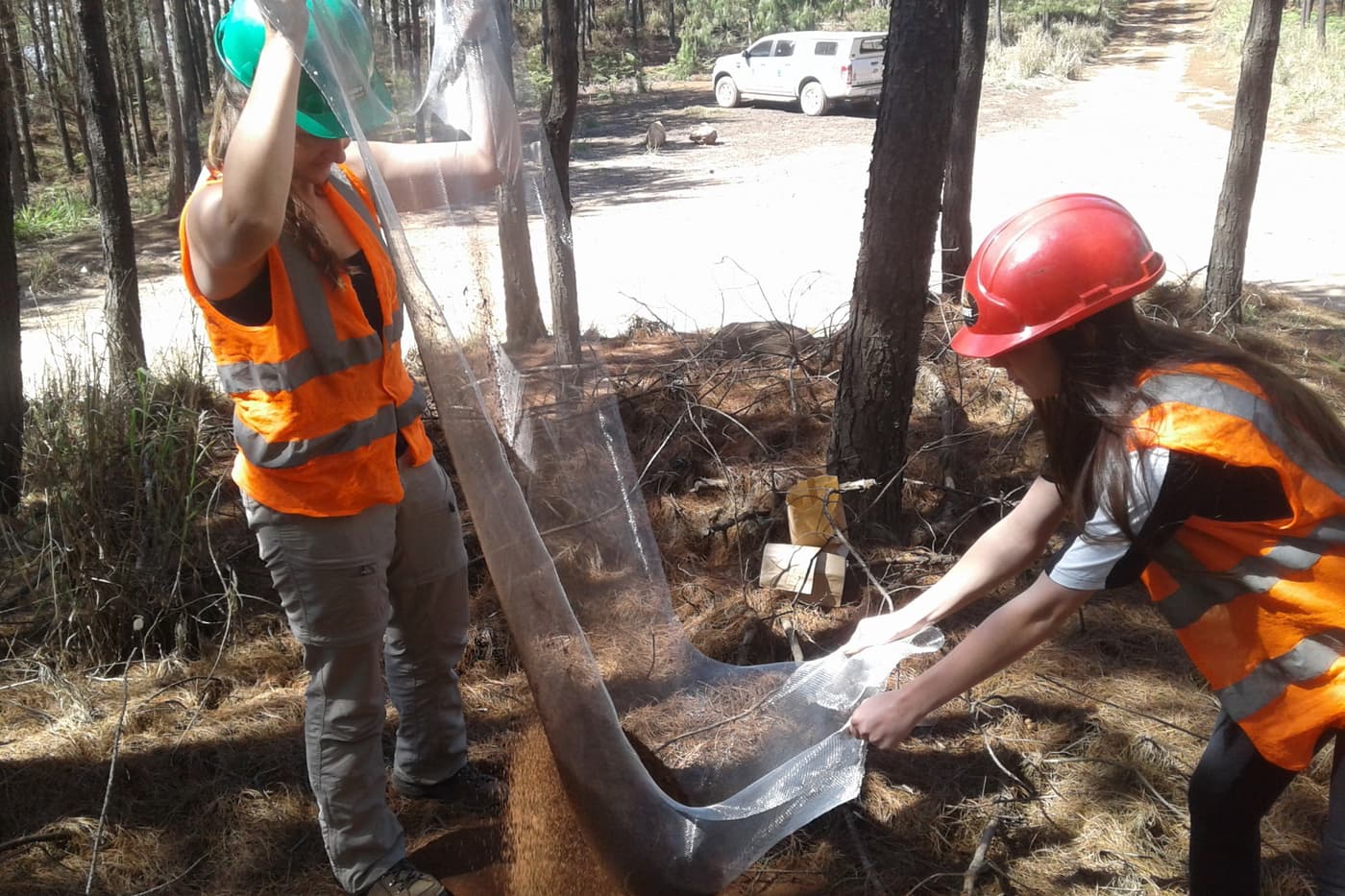 Chemical ecology field work at FABI