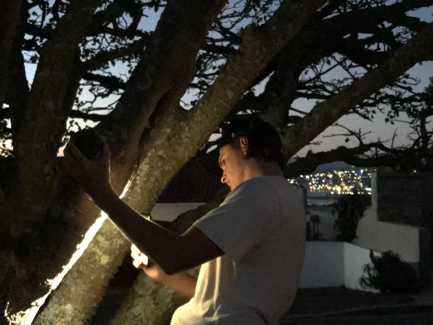 Shot Hole borer projects launched in forests of the Southern Cape