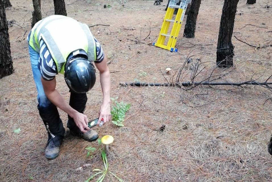 Exciting initial results towards the management of the pine emperor moth