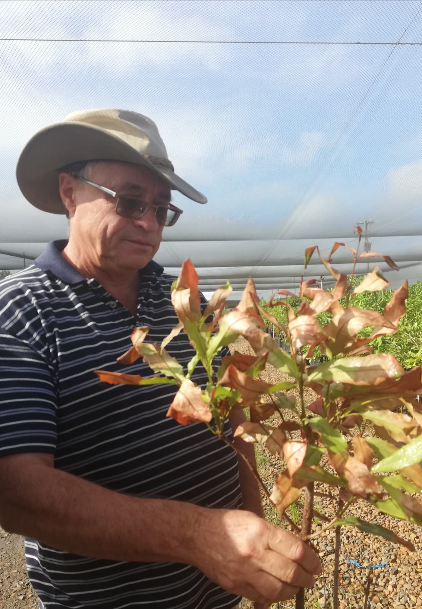 Macadamia Protection Program research visit to Australia