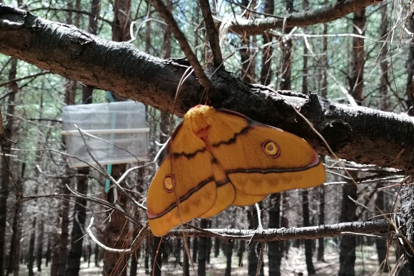 Moth pheromone trial in Underberg, KZN